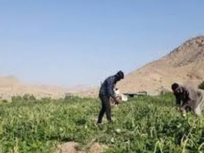 بیش از ۲۳ هزار تن لوبیا در چهارمحال و بختیاری برداشت شد