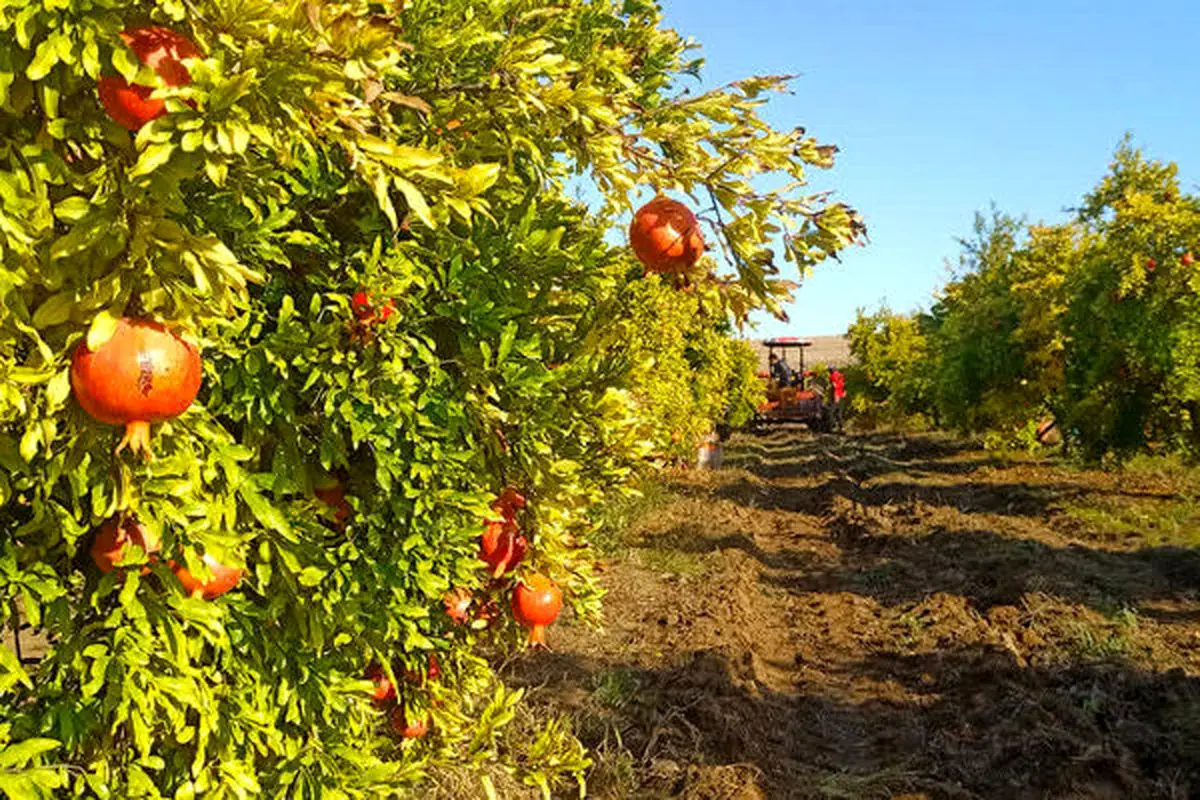 از اهداف سند چشم‌انداز 20 ساله با افق سال 1404 عقب ماندیم / نتوانسته‌ایم 10 درصد بازار 500 میلیون نفری کشورهای پیرامونی را در دست بگیریم