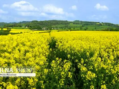 بیش از ۸۰۰ هزار هکتار کشت قراردادی در کشور اجرا شده است