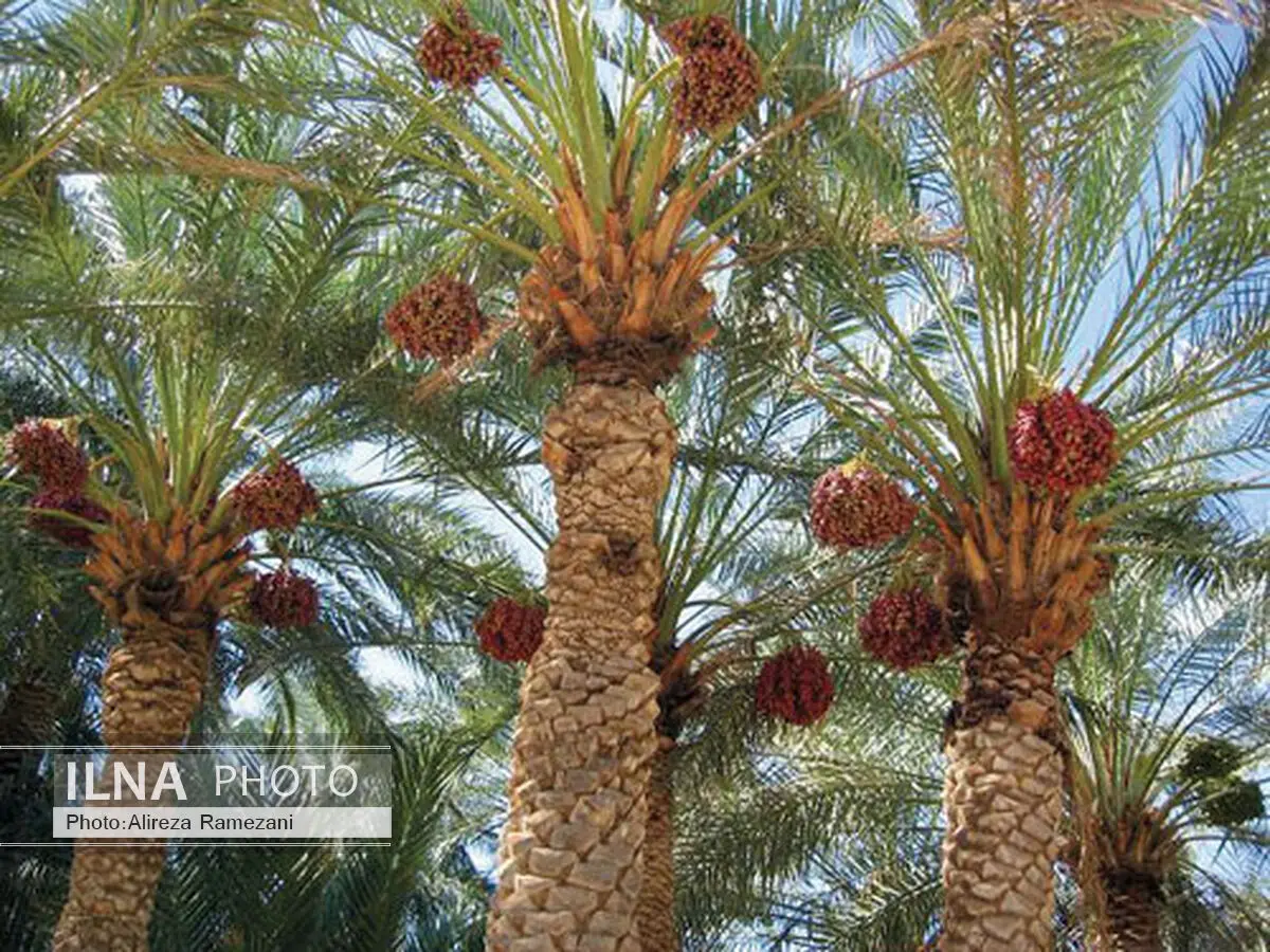 صادرات بیش از هزار تن خرما از بنادر خوزستان
