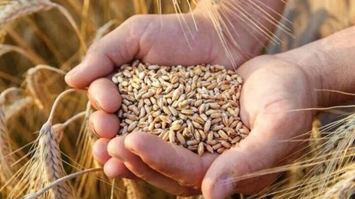 آغاز خرید تضمینی گندم با پرداخت علی الحساب