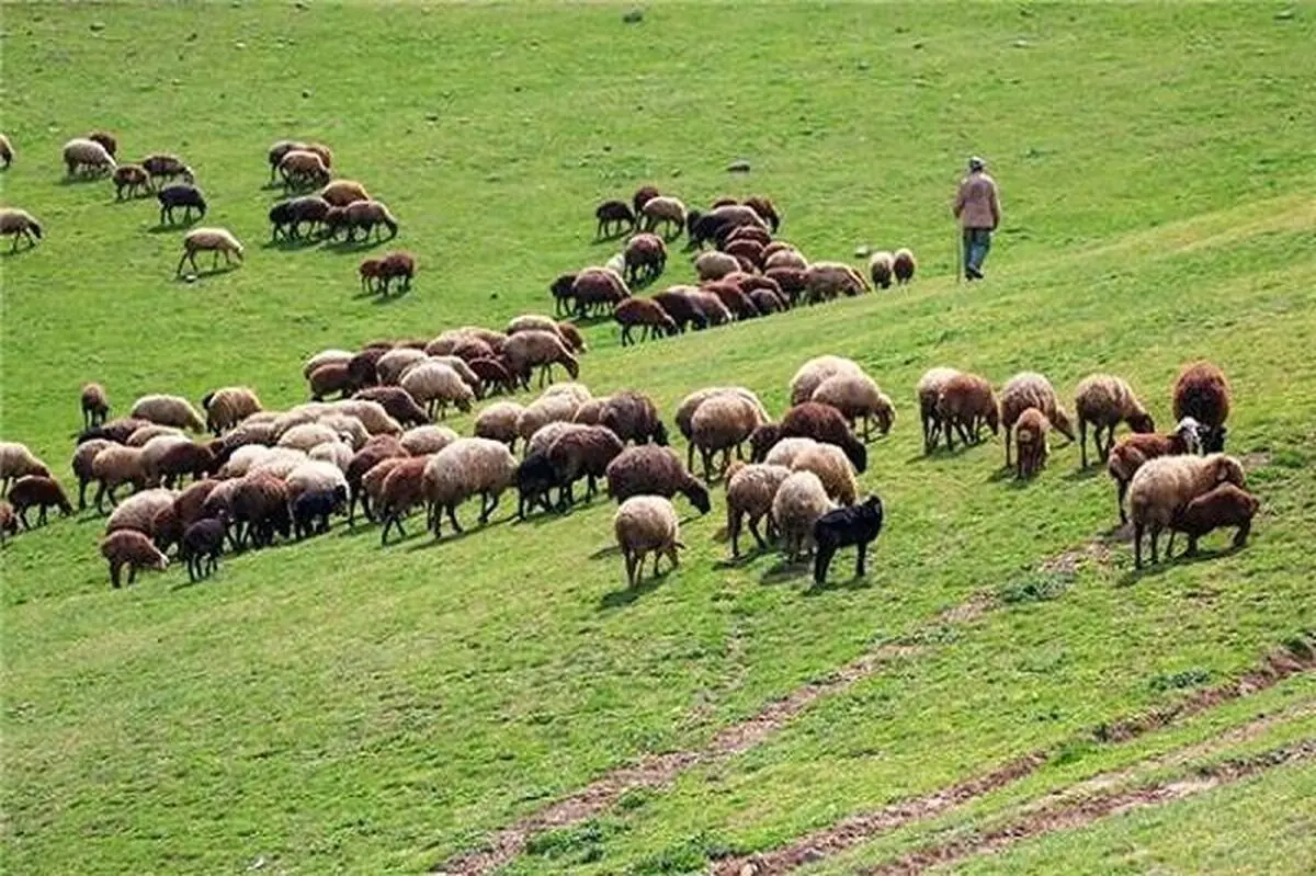 آغاز طرح پایش مراتع میانبند در سرخه