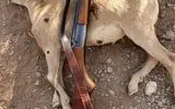 دستگیری شکارچی مُتخلف در ارتفاعات دنا 