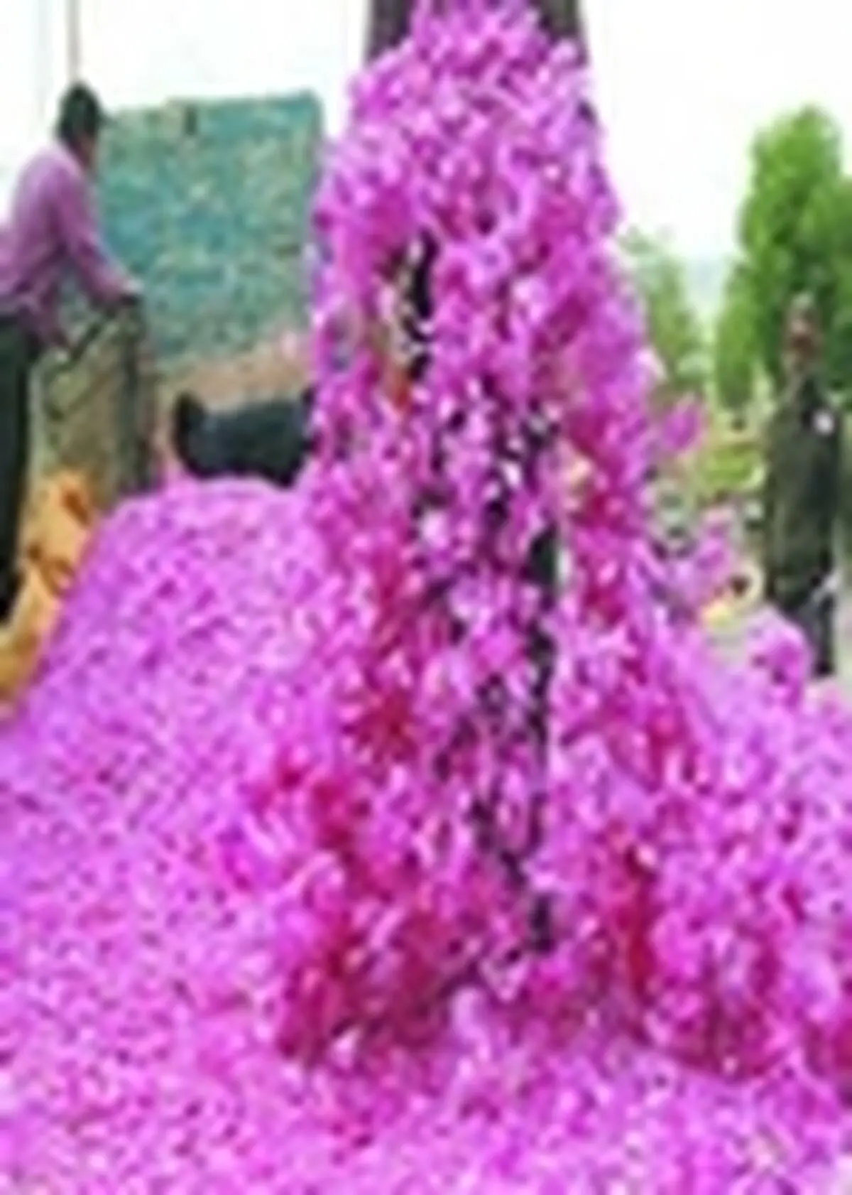 چراغ نخستین شب جشنواره ملی گل محمدی در کاشان روشن می شود