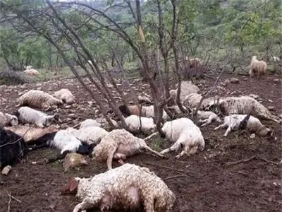 حمله گرگ‌ها به گوسفندان؛ شبی تلخ در منطقه جرگلان خراسان شمالی