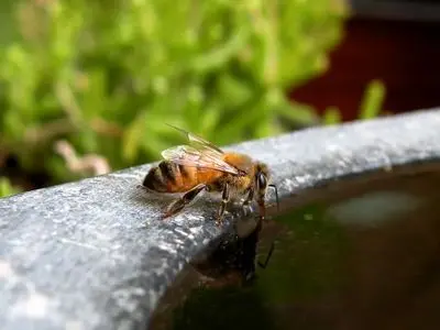 زنبورها چگونه «فریاد می‌زنند»؟ 