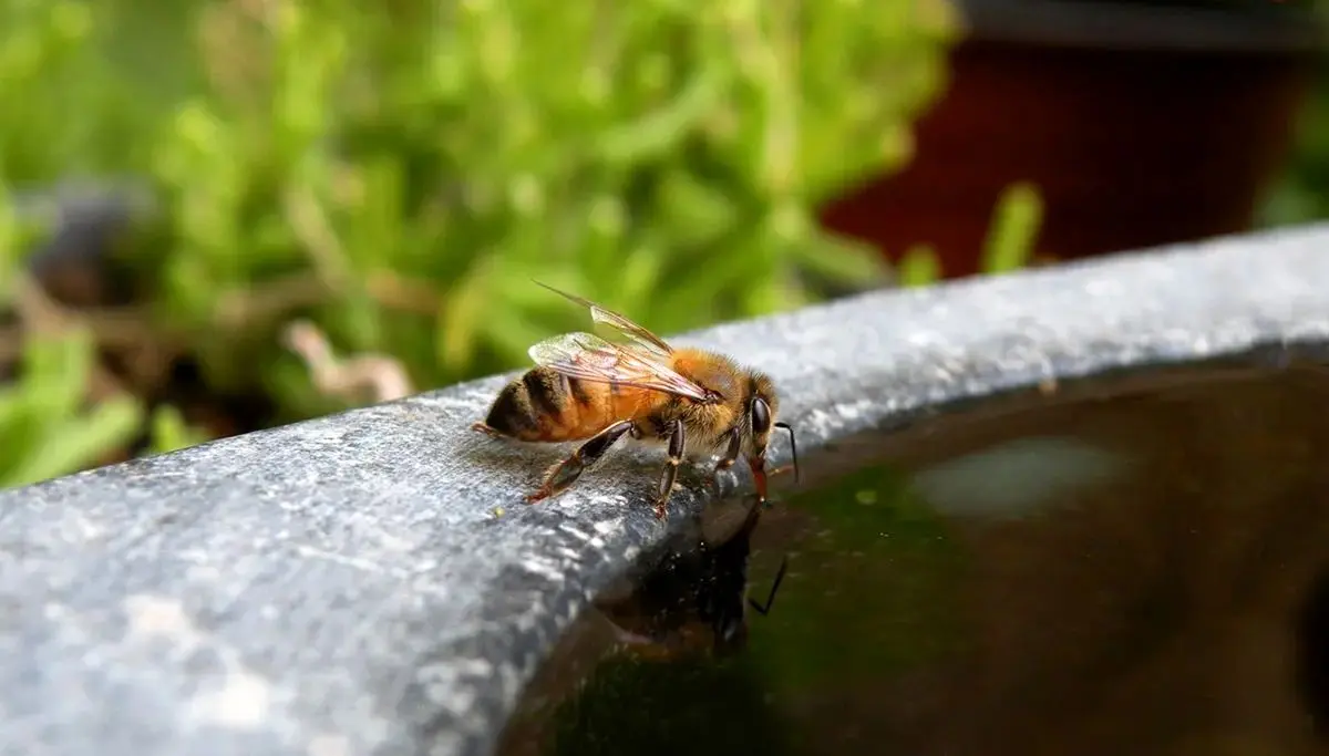 زنبورها چگونه «فریاد می‌زنند»؟ 