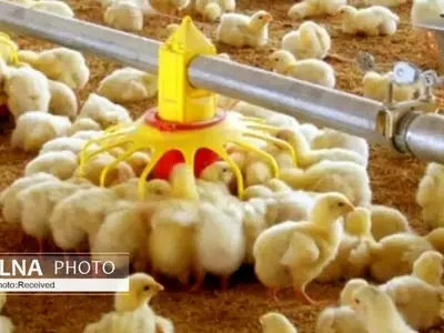 جوجه‌ریزی ۵.۵قطعه‌ای مرغداری‌های لرستان