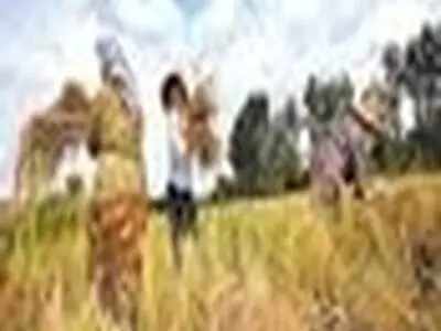 برداشت رتون در بیش از ۳ هزار هکتار از اراضی شالیزاری مازندران