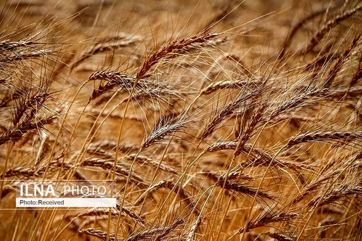 پرداخت مطالبات گندم کاران استان سمنان/ گندم مصرفی 3.5 ماه استان انبار شده است