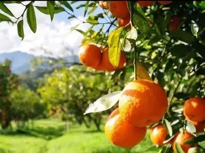 شناسنامه دار شدن بیش از ۱۷۰۰ هکتار از باغات میاندورود / حرکت به سوی کشاورزی نوین و هوشمند