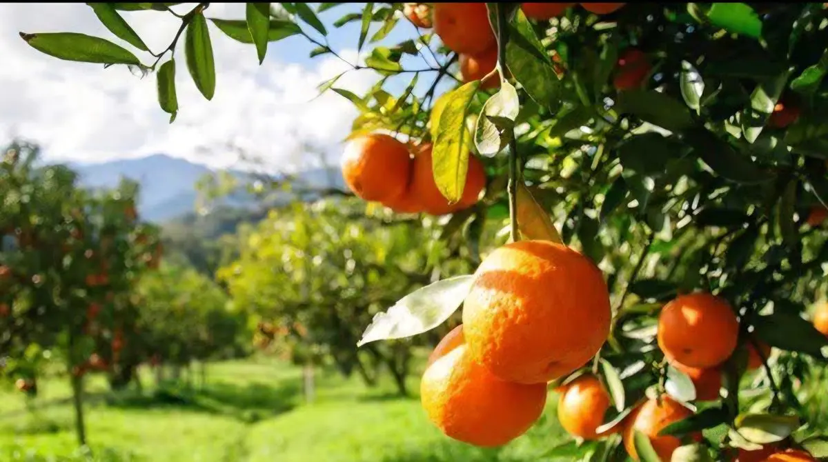 شناسنامه دار شدن بیش از ۱۷۰۰ هکتار از باغات میاندورود / حرکت به سوی کشاورزی نوین و هوشمند