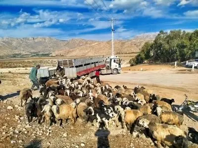 ورود قاطع دادستان کازرون به موضوع دام غیر مجاز در تالاب پریشان/ تریلی توقیف و دامدار متخلف بازداشت شد