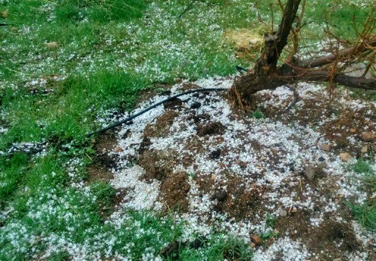 خسارت سرما و تگرگ به پنج محصول باغی کردستان