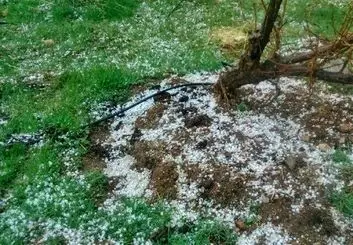 خسارت سرما و تگرگ به پنج محصول باغی کردستان