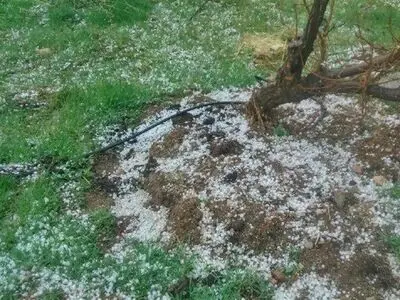 خسارت سرما و تگرگ به پنج محصول باغی کردستان