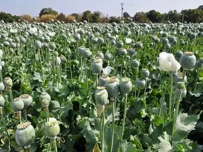 برخورد جدی با کشت خشخاش در کرمانشاه / فروش خشخاش در عطاری ها جرم است