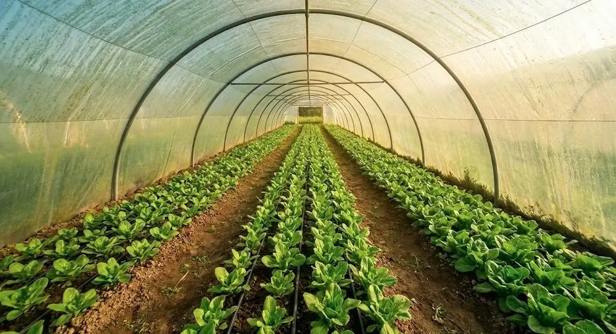 راهنمای کامل خرید تجهیزات گرمایشی و سرمایشی گلخانه برای رسیدن به بالاترین سود