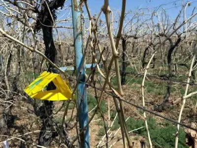 راه‌اندازی 14 ایستگاه پایش آفت خوشه‌خوار انگور در تاکستان