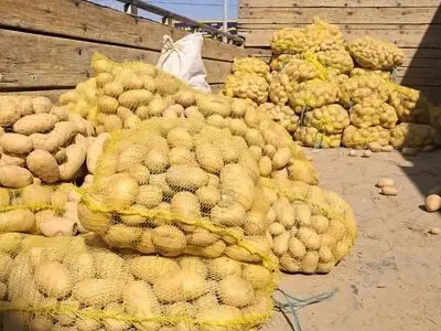 توزیع سیب‌زمینی تنظیم بازار در فارس ادامه دارد