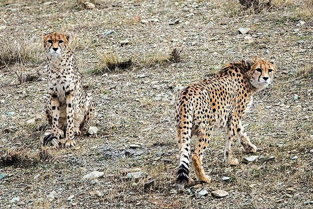 هم‌اندیشی دستگاه‌های اجرایی استان سمنان برای بهینه‌سازی حفاظت از زیستگاه یوزپلنگ ایرانی 