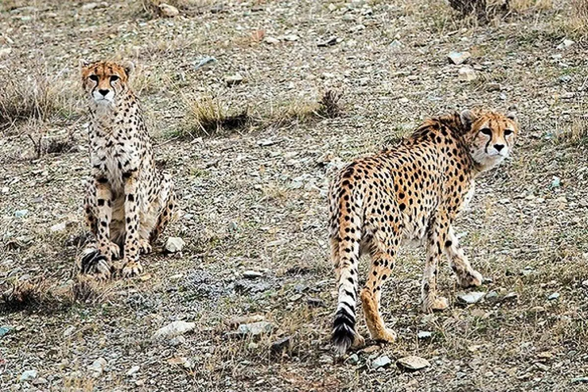 هم‌اندیشی دستگاه‌های اجرایی استان سمنان برای بهینه‌سازی حفاظت از زیستگاه یوزپلنگ ایرانی 