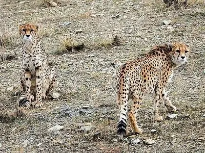 هم‌اندیشی دستگاه‌های اجرایی استان سمنان برای بهینه‌سازی حفاظت از زیستگاه یوزپلنگ ایرانی 