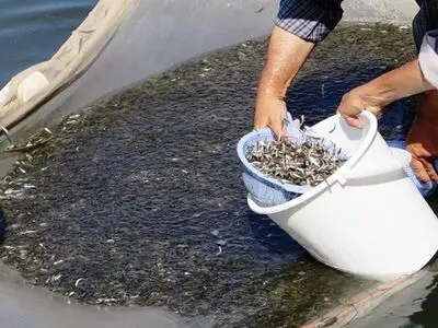 آغاز عملیات تکثیر طبیعی آبزیان دریای خزر 