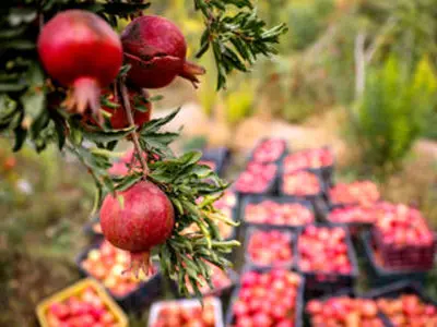 نابودی بخش قابل توجهی از باغات انار ساوه در پی خشکسالی‌های اخیر 