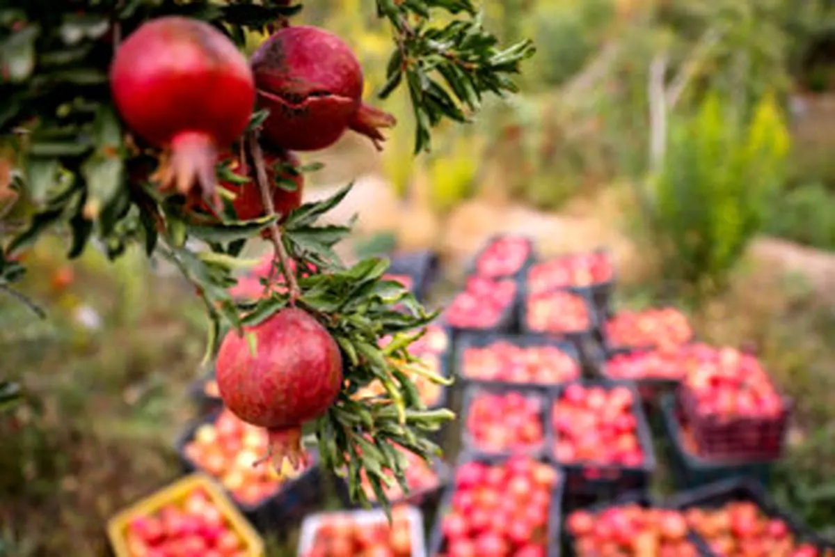 نابودی بخش قابل توجهی از باغات انار ساوه در پی خشکسالی‌های اخیر 