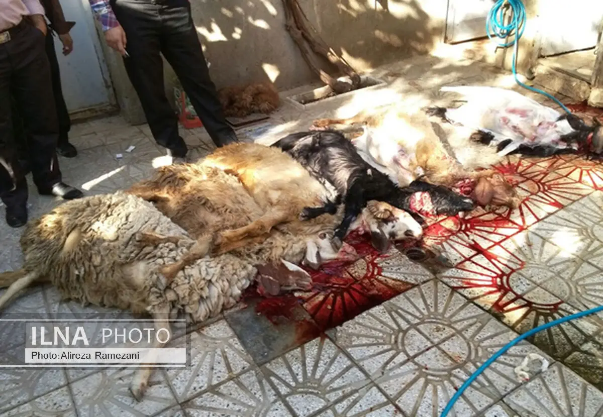  ۲تن گوشت فاسد در شهرک "آبادانی مسکن" کشف شد
