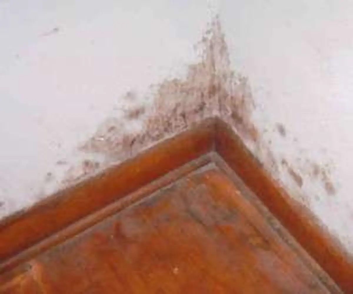 اسپری طبیعی ضد کپک دیوار خانه بسازید