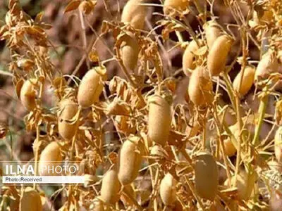 ارقام جدید نخود دیم در شهرستان آوج کشت شد 