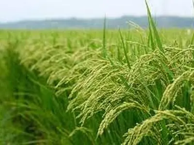 شالیکاران برای جلوگیری از خسارت محصول شان، آب اضافی شالیزار را خارج کنند 