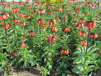 فضای شهری ارومیه با کاشت 10 هزار عدد گل‌ لاله واژگون عطرآگین شد