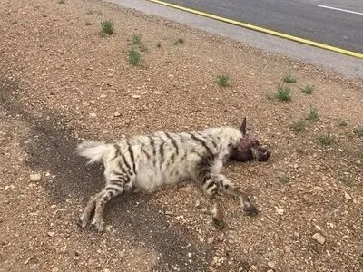 تلف شدن یک کفتار بر اثر تصادف جاده‌ای در شاهرود 