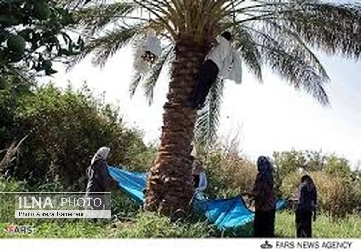 نیمی از نخیلات جنوب کرمان بر اثر گرما دچار خسارت شدند
