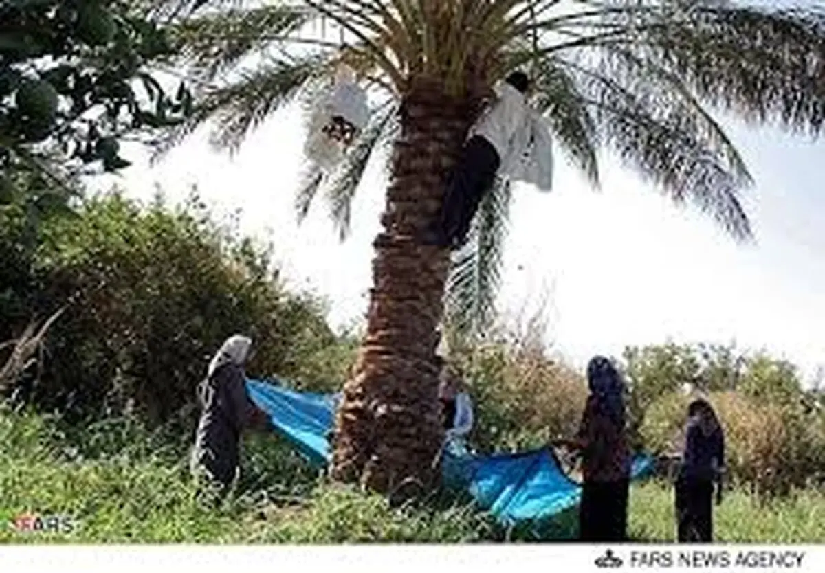 ریزش محصول در قطب تولید خرمای مضافتی/ برای جلوگیری از گرانی، دولت از حالا به فکر ذخیره سال آینده باشد/ ظرفیت صادرات 1 میلیارد دلاری خرما در صورت ثبات در تصمیمات