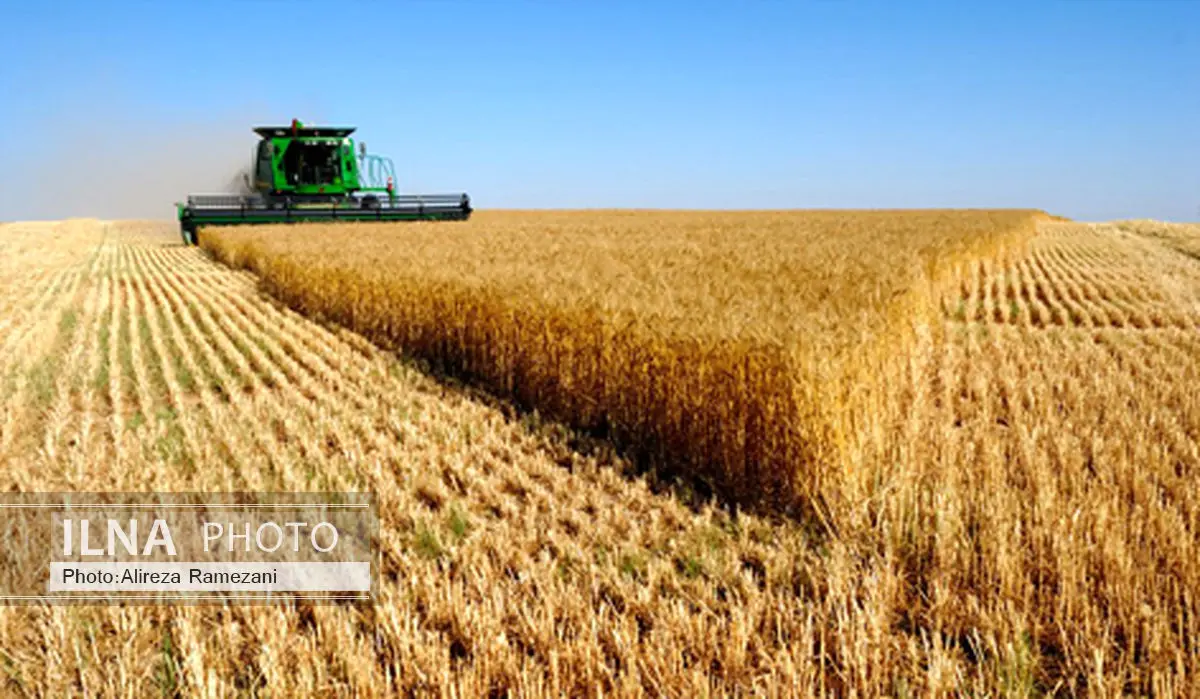 قیمت خرید تضمینی گندم 1270.5 تومان تعیین شد