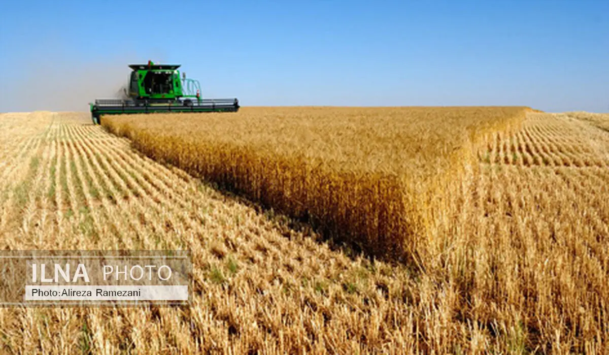 قیمت خرید تضمینی گندم 1270.5 تومان تعیین شد