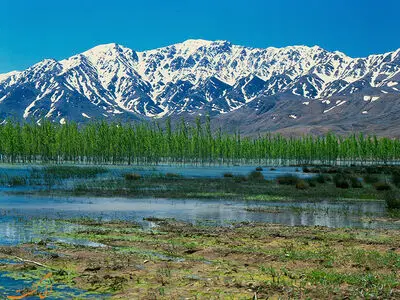  تالاب بین المللی گندمان یک اکوسیستم ارزشمند برای پرندگان مهاجر است/ آلاله‌های این تالاب در معرض انقراض قرار گرفته‌اند