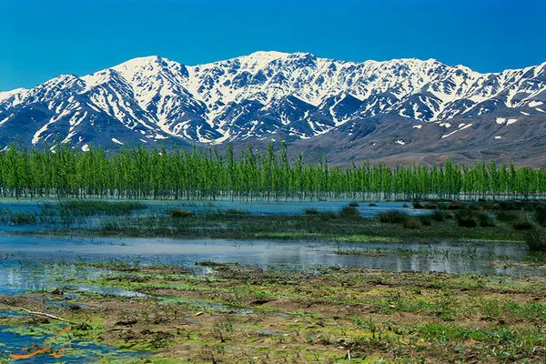  تالاب بین المللی گندمان یک اکوسیستم ارزشمند برای پرندگان مهاجر است/ آلاله‌های این تالاب در معرض انقراض قرار گرفته‌اند