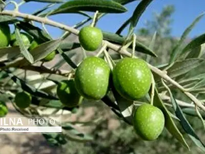 آغاز برداشت زیتون از باغات استان قزوین