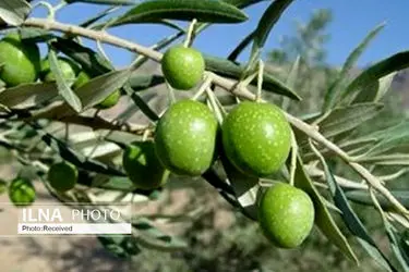 آغاز برداشت زیتون از باغات استان قزوین