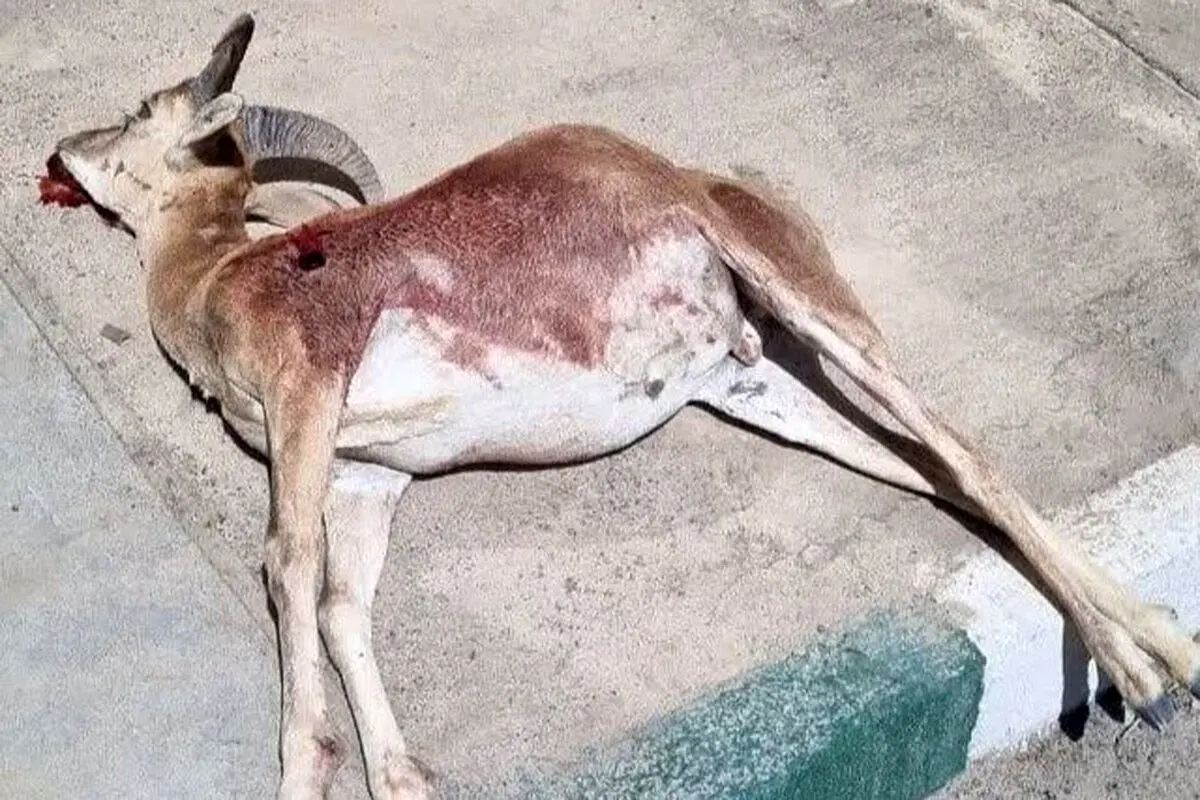 کشف لاشه 3 رأس آهو در پناهگاه حیات‌وحش شیراحمد سبزوار