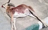 کشف لاشه 3 رأس آهو در پناهگاه حیات‌وحش شیراحمد سبزوار