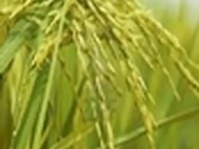 کشت ارقام برنج زودرس در مناطق کوهستانی مازندران