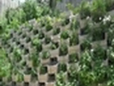 فضای سبز عمودی در حاشیه تقاطع امام علی(ع) تبریز ایجاد می‌شود