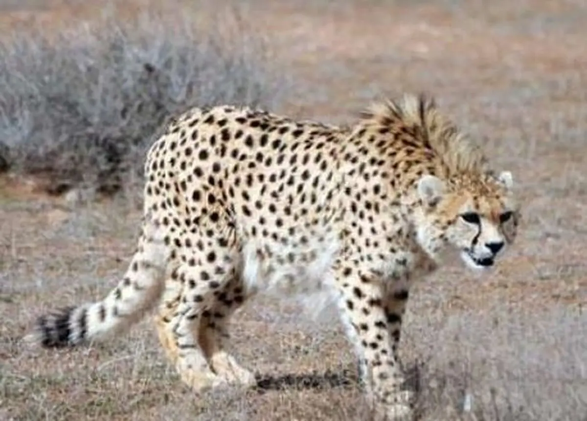 ۹ شهریور روز ملی حفاظت از یوزپلنگ آسیایی