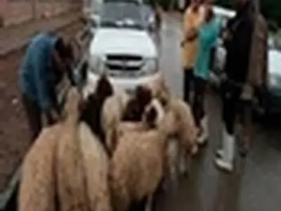 فعالیت ۲۸۰ نفر برای ذبح و جمع آوری نذورات ذبح شده حسینیه اعظم زنجان